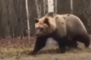 В Полоцком районе очевидцы сняли на видео медведя, который гулял вдоль минской трассы