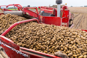 Урожайность картофеля в Витебской области уменьшилась по сравнению с прошлым годом. Что случилось, узнали vitbichi.by