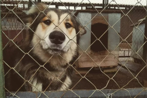 Призывники военкомата помогли витебскому приюту для бездомных животных «Добрик»