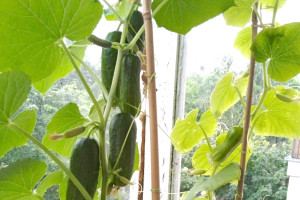 Огурцы на балконе: как получить отличный урожай у себя дома