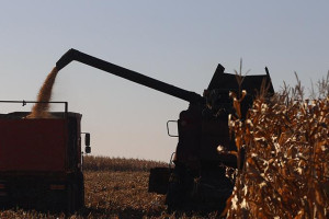 Лукашенко о предстоящей уборке кукурузы: можем получить еще два миллиона тонн зерна