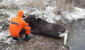 В Витебском районе на озере под лед провалился лосенок: спасатели пришли на помощь