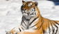 Гороскоп на 2022-й — год Тигра по восточному календарю 