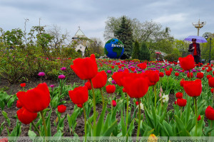 Витебск может стать белорусской столицей тюльпанов? В Зеленстрое к этому стремятся