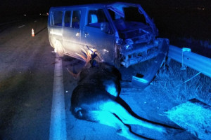 В Витебском районе водитель иномарки сбил лося