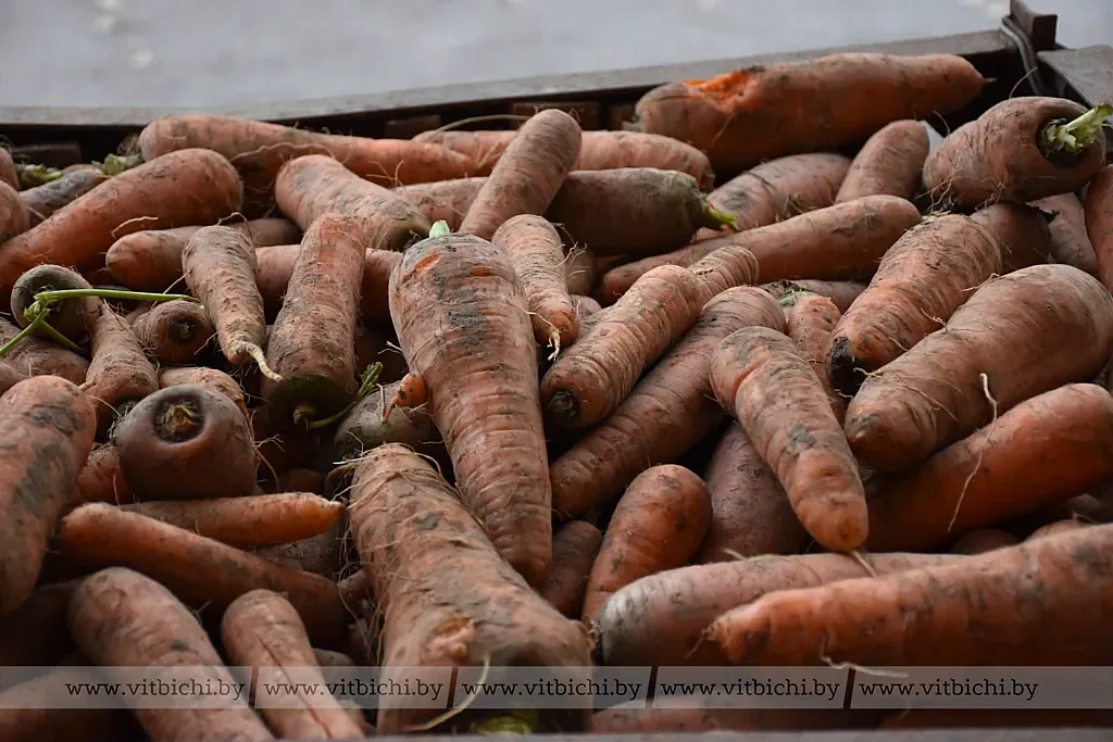 В Витебске началась и закладка сельскохозяйственной продукции в стабилизационные фонды В Витебске началась и закладка сельскохозяйственной продукции в стабилизационные фонды