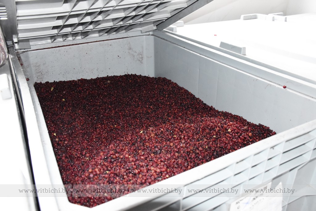 Порядка 200 тонн ягод и грибов высушили в этом сезоне работники ООО «ВИТБИОКОР» в агрогородке Новка Витебского района.