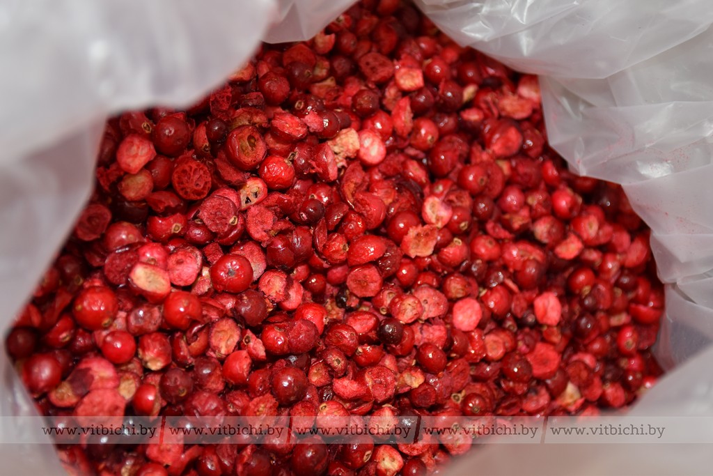 Порядка 200 тонн ягод и грибов высушили в этом сезоне работники ООО «ВИТБИОКОР» в агрогородке Новка Витебского района.