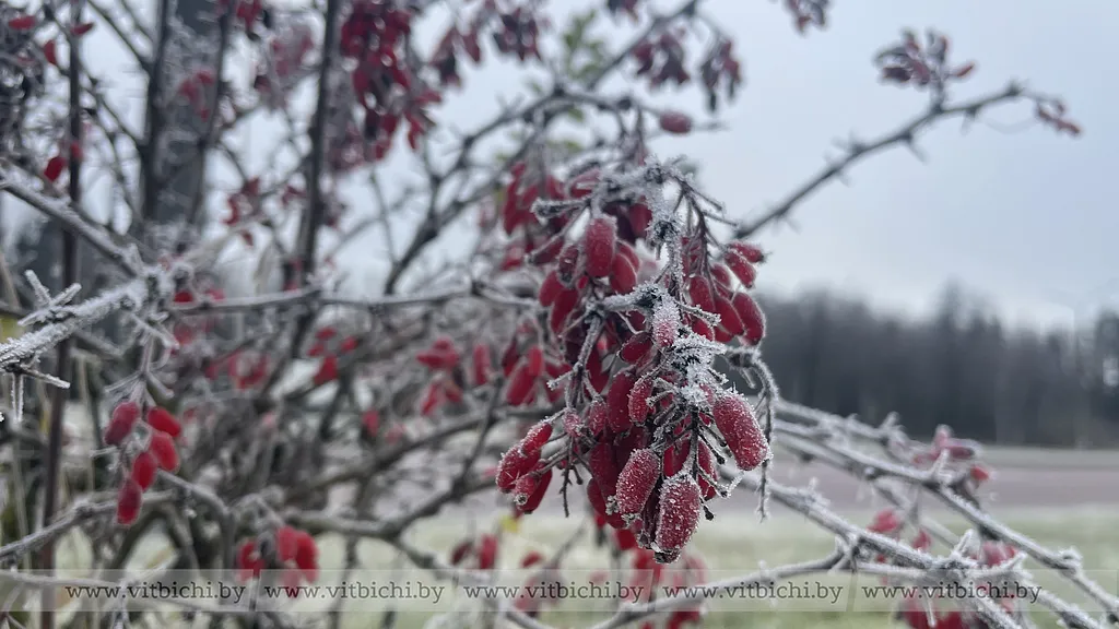 Погода в Витебске и области в воскресенье 7 декабря.