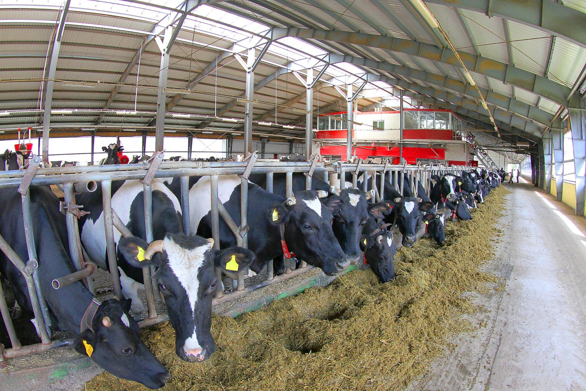 Комитетом государственного контроля Витебской области 8–9 ноября 2025 г. контрольными мероприятиями в 46 сельхозорганизациях (изучено 109 молочнотоварных ферм и комплексов) во всех районах установлено, что в области приняты организационные меры по наведению порядка на животноводческих объектах. Комитетом государственного контроля Витебской области 8–9 ноября 2025 г. контрольными мероприятиями в 46 сельхозорганизациях (изучено 109 молочнотоварных ферм и комплексов) во всех районах установлено, что в области приняты организационные меры по наведению порядка на животноводческих объектах.