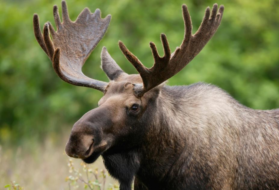 Сотрудниками Витебской областной инспекции выявлен факт браконьерства в Витебском районе.