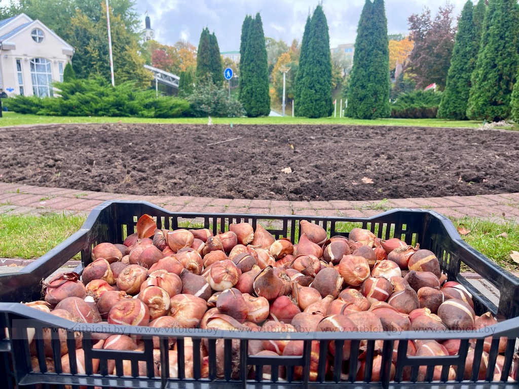 посадка цветов