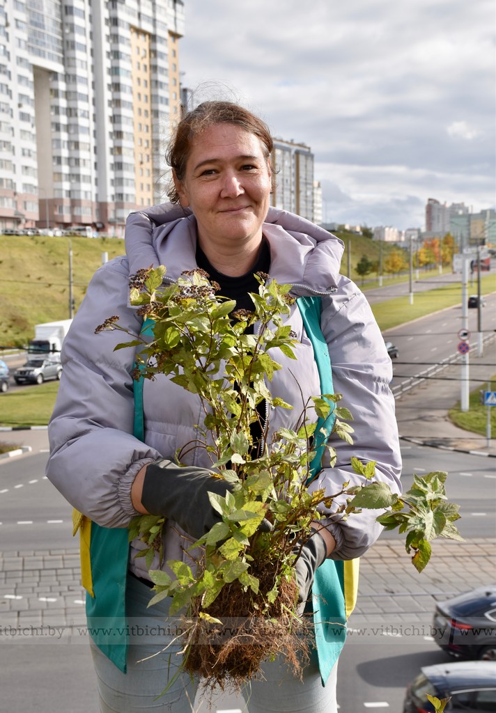 посадка цветов