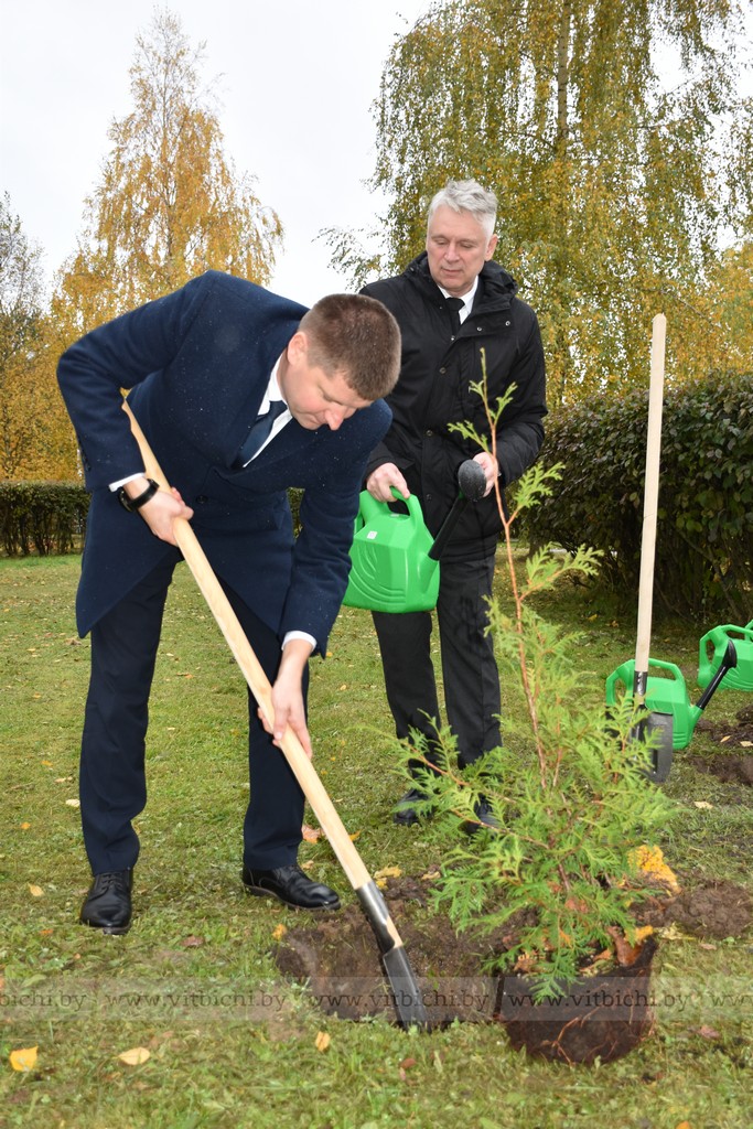 посадка дерева