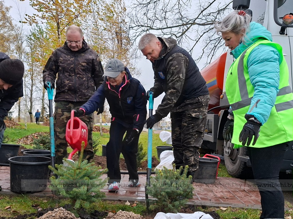посадка елей