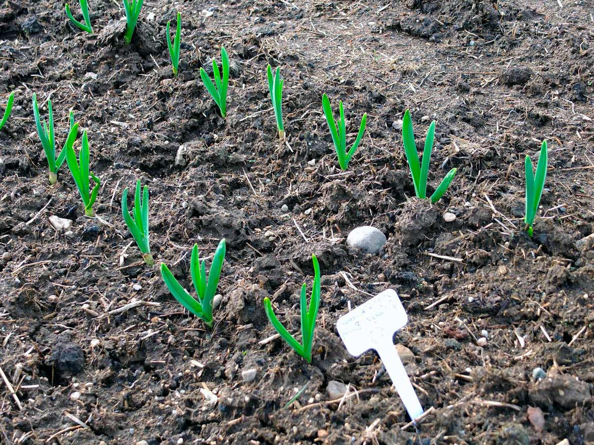 Можно сажать чеснок весной в открытый грунт