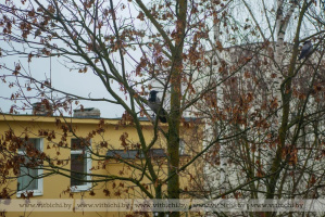 Утром слабый туман, без осадков: прогноз погоды на 13 ноября