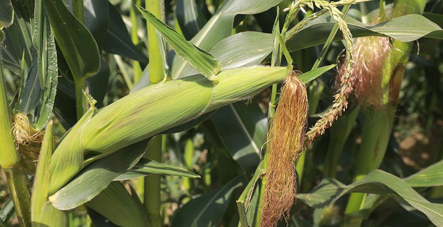 Уборка кукурузы стартовала в четырех районах Витебской области