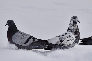 Без существенных осадков, на дорогах гололедица: прогноз погоды на 17 января