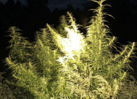 Наркотики в доме и криминальный огород недалеко от него - у жителя Бешенковичского района изъяли марихуану и крупную партию конопли