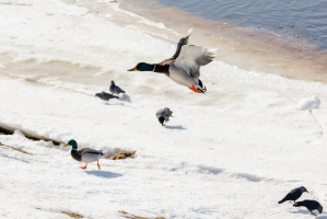 С 14 марта в Беларуси открывается сезон охоты на гусей и селезней уток