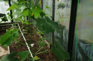 Как получить два урожая огурцов за сезон - дачный эксперимент