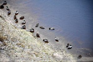 Небольшой мороз и снег после обеда: прогноз погоды на 23 ноября