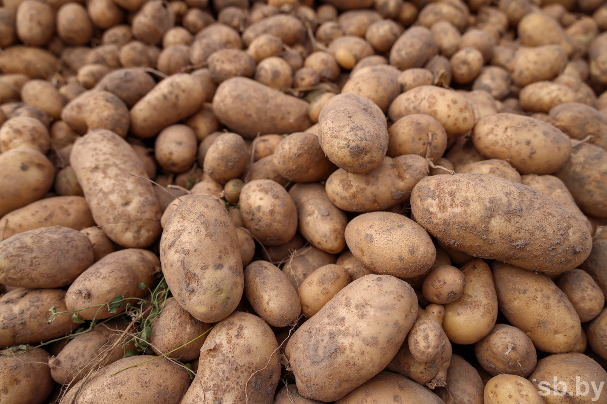 Витебщина опережает другие области по урожайности картофеля – 423 центнера с гектара