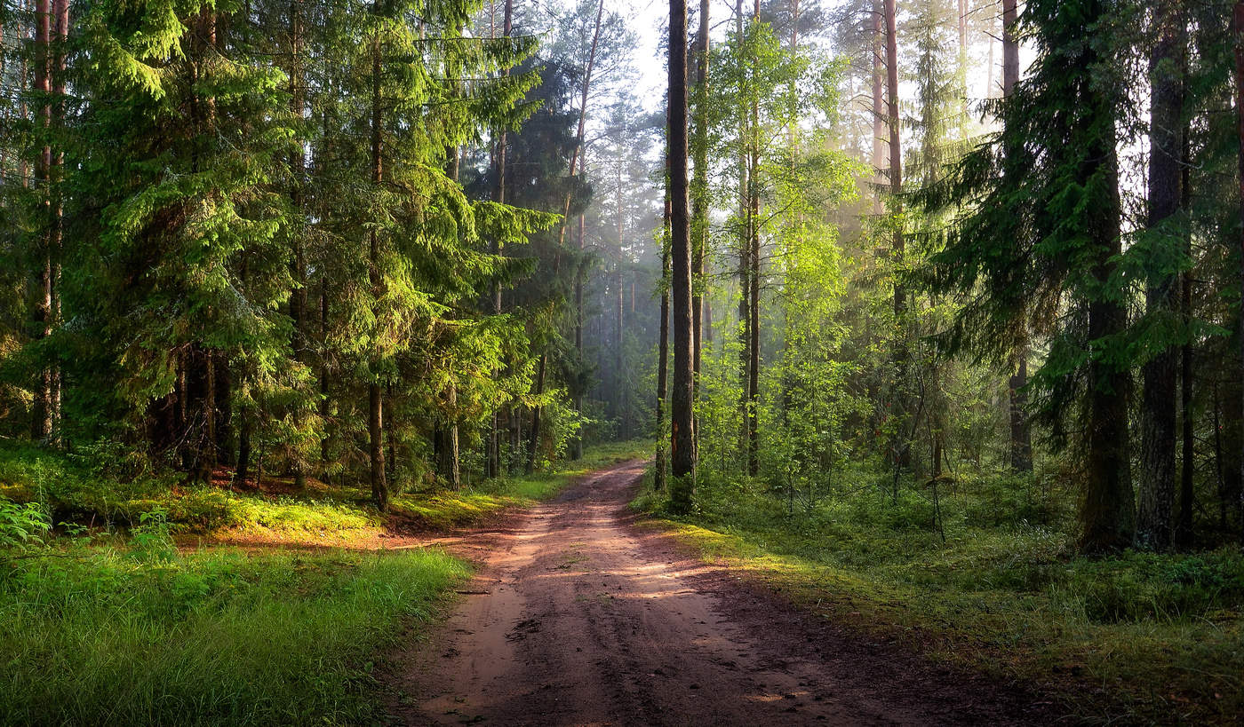 Запреты на посещение лесов действуют в 19 районах Беларуси
