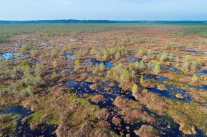 За впечатлениями… в трясину. Разбираемся, почему Беларусь —  настоящий рай для болотного экстрима