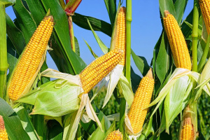 Белгидромет: на территории Беларуси сохранится благоприятная обстановка для созревания кукурузы