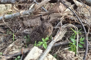 Глазки‑бусинки и ушки домиком: в Островском лесничестве нашли крошечных зайчат