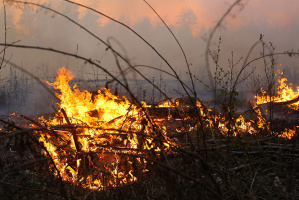Белорусские лесники ликвидировали трансграничный пожар с территории Украины