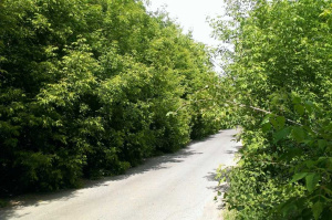 Полосы отвода более половины местных автомобильных дорог заросли кустарником в Витебской области