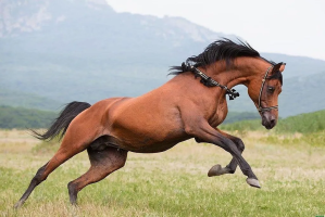 От Наполеона до Великой Отечественной: невероятная история лошади Петра Витгенштейна в Витебске
