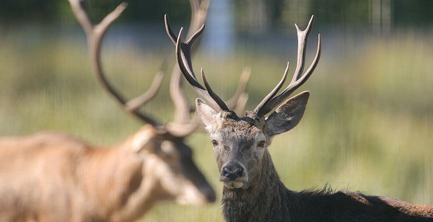 Сезон охоты на лося, лань и оленя откроется в Беларуси с 20 августа