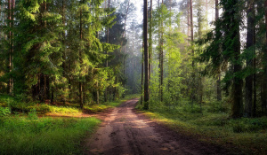 Запреты и ограничения на посещение лесов введены во всех районах Беларуси