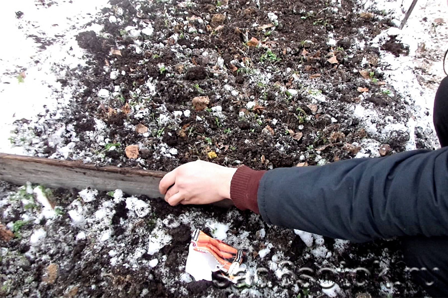 Посадка моркови под зиму: сроки посадки, как правильно сажать