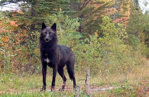 Волк, который был замечен на городских улицах в Витебске, обезврежен