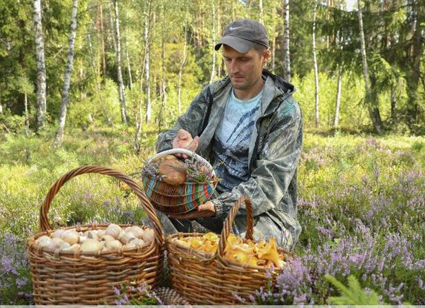 В 2023 году после употребления грибов пострадали 9 человек. В Витебской области отравились лесными дарами 3 человека