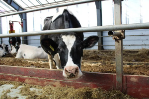 Проблему падежа скота в хозяйствах Витебской области проанализировали на коллегии Госконтроля