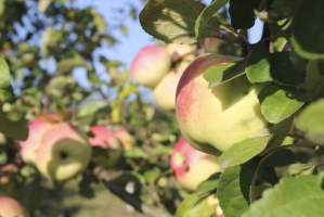 Заложить 500 га яблоневых садов планируют в Беларуси в 2023 году