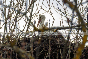 Без существенных осадков, но прохладно: прогноз погоды на 9 апреля