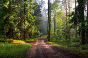 Ограничения на посещение лесов введены почти по всей Витебской области