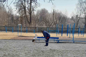 В Витебске на территорию одной из школ забрел аист