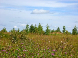 В Витебской области с начала года в хозяйственный оборот вовлечено 850 гектаров неиспользуемых земель
