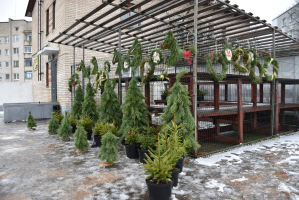 В Витебске открылись елочные базары 