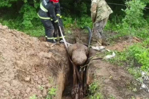 Спасатели в Россонском районе помогли выбраться из ямы лосю