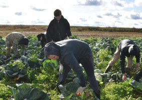 Учащиеся витебского колледжа помогают в Витебском районе убирать урожай капусты