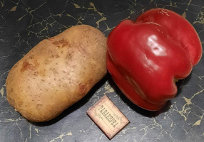 Витебская дачница на садовом участке вырастила гигантскую картофелину